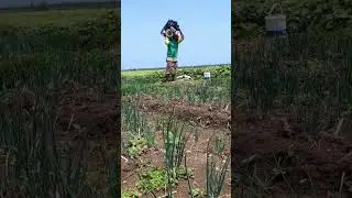 Super strong farmer lifts diesel engine easily-Agriculture farming #shorts