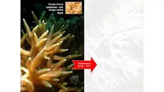 Coral conservation genetics in a changing climate
