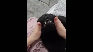 how to check your cats teeth