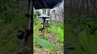 C&ocirc;ng nghệ cạo mủ cao su hiện đại