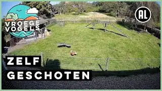 Boerderijdieren redden kip van havik | Zelf Geschoten | Vroege Vogels