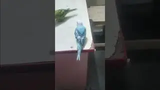 #harru#berryki harkatein #birds #parrot #mithukibatain