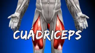 9# Cuádriceps - Anatomía funcional para el gimnasio (Origen, Inserción y Función)