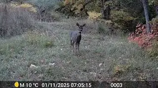 Renard 🦊, li&egrave;vre 🐇, chevrette 🦌 