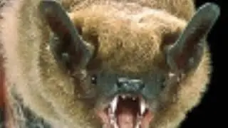 Bat Screech 🦇 🔊