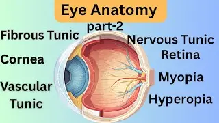 Eye Anatomy- Internal eye anatomy/ Eye structures and functions #Eye#Anatomy&Physiology