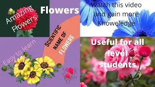 Scientific name of Flowers more then Hundred flowers-| Revive Info