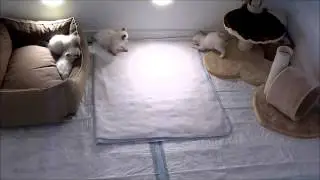 Winter attack!