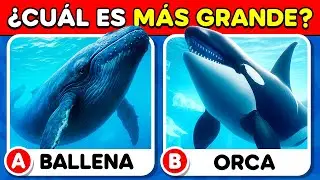 &iquest;Cu&aacute;nto Sabes de Animales Marinos? 🧠🐳✅ Quiz de Cultura General