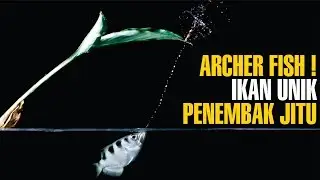 IKAN PEMANAH ( PENEMBAK JITU ) !!! Ikan Unik Menembak Mangsa Dengan Air | Fakta Unik