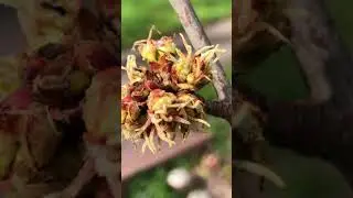Silver maple - old flowers & buds close up - March 2021