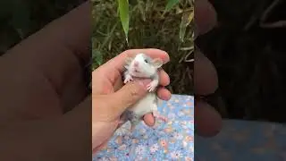 fancy rats a gray white one! Lovely! #pets #cute #rat