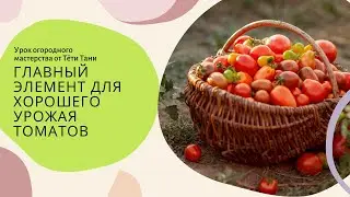771. Главный элемент для хорошего урожая томатов.