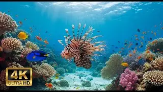 🐠 Aquarium Relaxation Video 4K &ndash; Peaceful Coral Reef Fish with Ambient Music