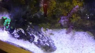 Pistol Shrimp and Shrimp Goby in marine tank