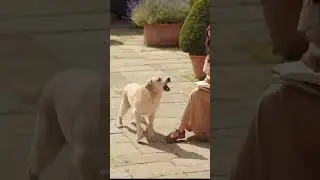 Peace Shattered! 🐈 Dog Barks, Cat Strikes! 🔥 (Watch the Jaguar Run)
