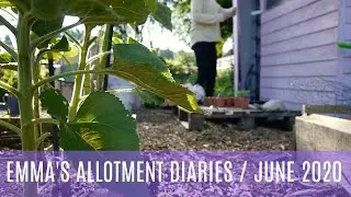 EMMA'S ALLOTMENT DIARIES / PROTECTING AGAINST DISEASE / JUNE 2020