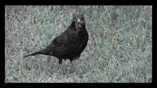 Horror Bird