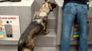 K9STAC   Pet Store Environment Test