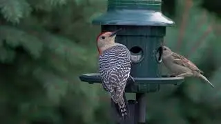 Red Bellied Woodpecker on feeder Cine 2 Leeming LUT applied