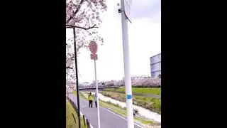 Tetsugaku No Michi (哲学の道) 2024 April