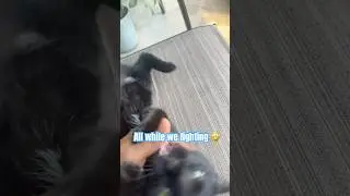 #catsbelike #catsbeingcats #catsfight #catsplay #catsbelike #catshortscute #catsounds #catsofyt