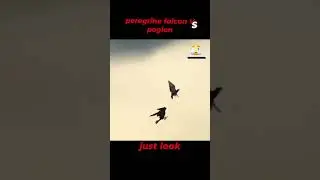 Pegion Vs Falcon_Amazing pigeon avoided the falcon's attack #pegion #shorts #wildlife #birdsofprey