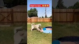 Animal's Confusing Behavior || Animals Funny Reaction || #animals #cat #pets #funny #rajkumarraj