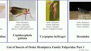 List of Insects of Order Hemiptera Family Fulgoridae Part 1 aphaena enchophora lycorma stigma