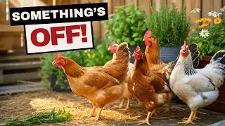 Healing Herbs for Backyard Chickens&mdash;Garden to Coop (What Every Flock Owner Should Know)