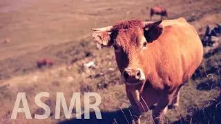 [ASMR] Cows Grazing & Licking the Mic / Bell Sounds - Outdoor Nature Sounds