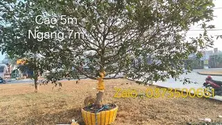 Yellow apricot blossoms for spring 2026 | Negotiable price 0373500651