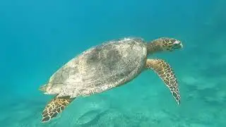 Snorkeling blue bay Mauritius, with a turtle