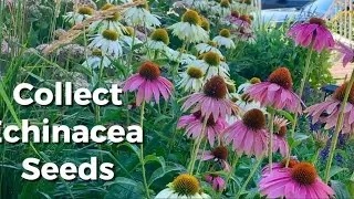 How to Collect Echinacea Seeds from Dried Flower Heads