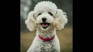 A Tear Jerker - A Story of Charleston Poodle