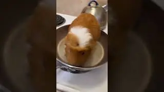 What to do with brand new guinea pig! #cooking #pets #guineapig #memes