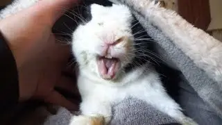Rabbit learns he is NOT the father