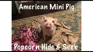 Mini Pig Popcorn Hide and Seek