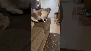 Getting Daisy to exercise #cat #daisysvlog #shortvlog #kitten
