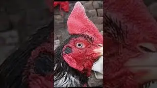 #foryou #innocent Blood line Aseel bird 🧐🧐😈🖤🧐🧐