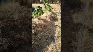 Remulching in the face of the western sun #mulchingsolutions