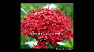 Top ten flowering shrubs for ornamental gardens.
