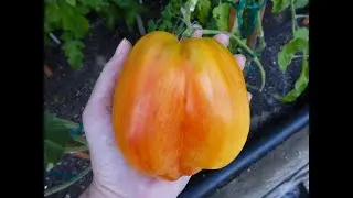Rare Heirloom Tomatoes (12 varieties  in 2nd bed).