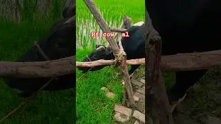 #cow Hf al #shortvideo #subscribe #shortsfeed #shortsfeed #farming #dairy #dairyfarming