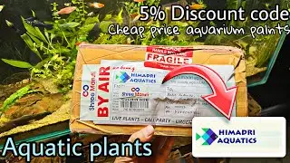 Cheap price aquatic plant 🌱 | How to buy aquarium plants online in cheap price | HIMADRI AQUATICS