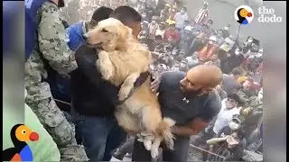 Mexico Earthquake: Dog Pulled From The Rubble | The Dodo