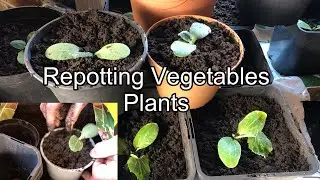 Repotting our vegetables #repotting #vegetables #plants #squash #spring #gardening #foryou #norway
