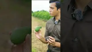 विदेशी तकनीक से Avocado Farming😱🥑पूरा वीडियो देखने के लिए ऊपर Click करे👆#indianfarmer #shorts