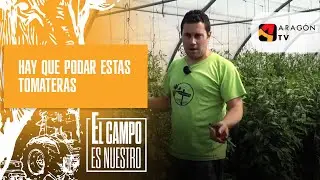Hay que podar estas tomateras tard&iacute;as