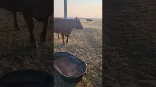 Mineral Refill! #hashknife #ranching #Cow #agriculture #montana @HashknifeRanch